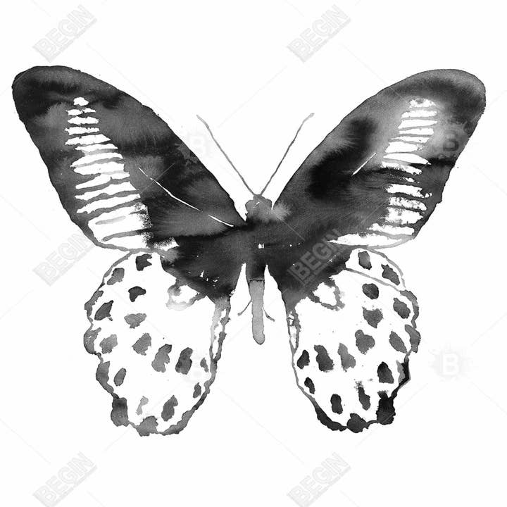 Weiss Schwarzer Schmetterling | Kunstdruck auf Leinwand 36" x 48" für den Großhandel auf Faire