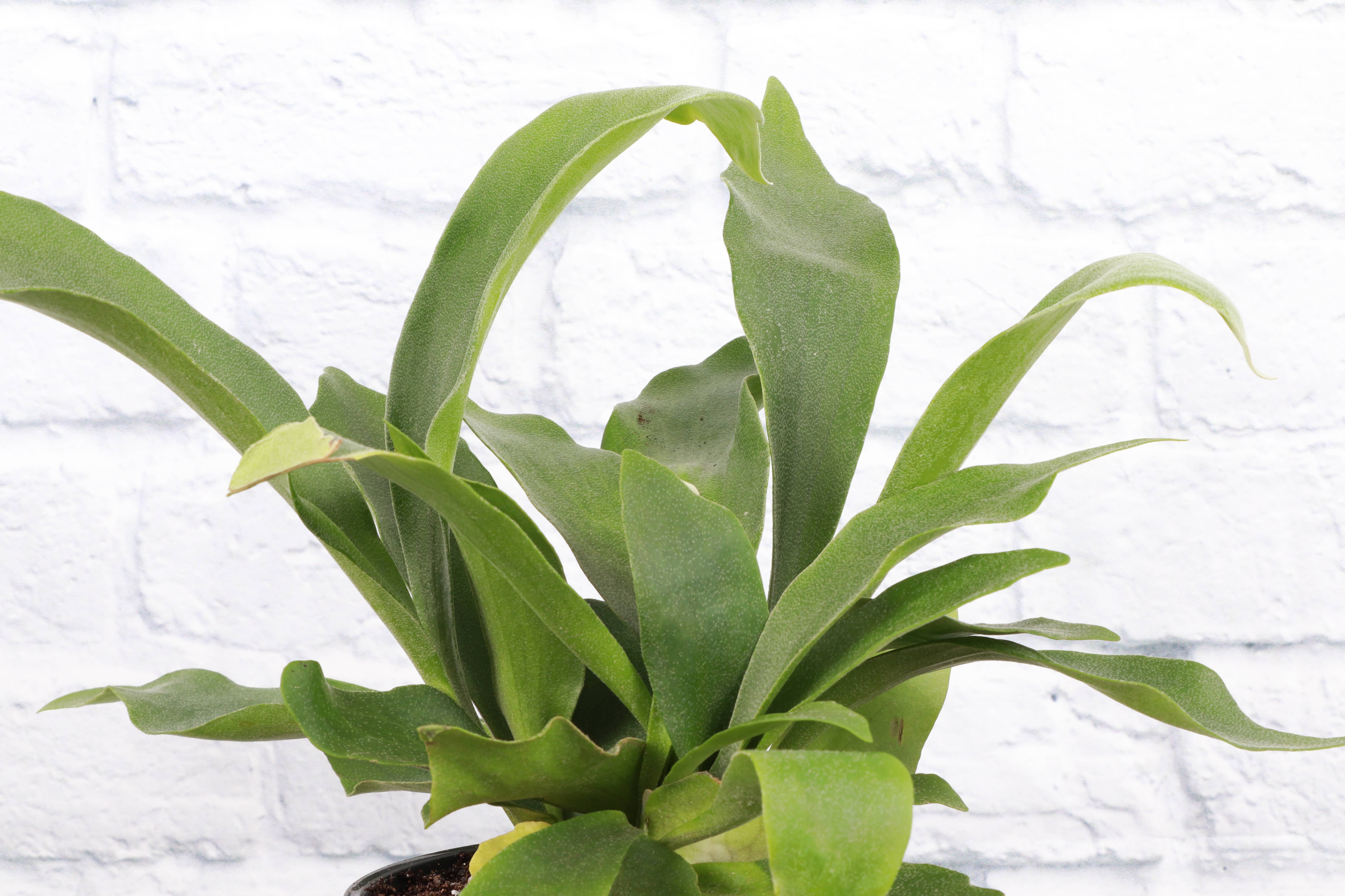 Thorsen's Greenhouse - Wholesale Live Plant - Staghorn Fern - Live Plant9