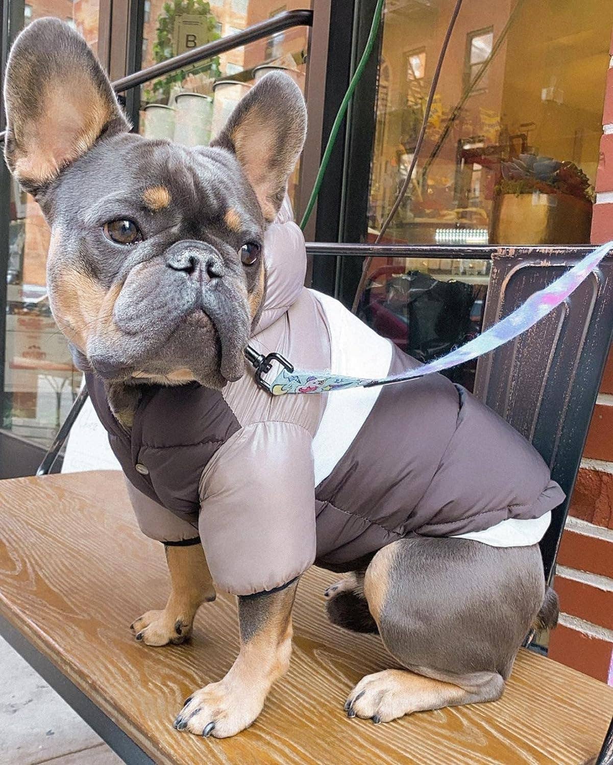 PETsRUS – wholesale Ytterkläder - Hund – Vinter Puffer hundkappa6