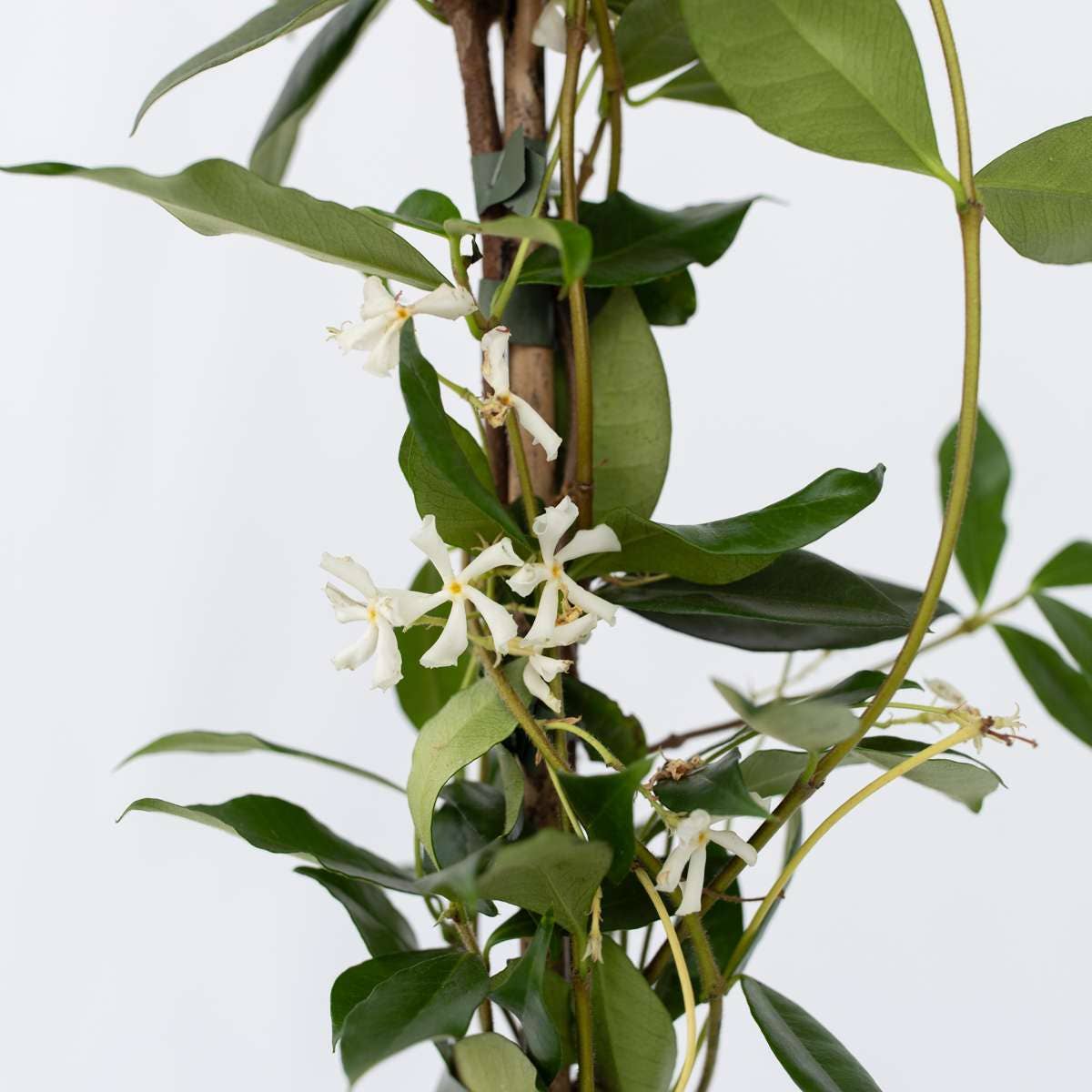 Oasis of Life – wholesale Levande växt – Stjärnjasmine Trachelospermum jasminoides – 8 växter – Höjd 110-120cm – Ø17cm – Ständigt grön klätterväxt med doftande vita blommor – Vinterhärdig toskansk jasmin för trädgård & terrass5