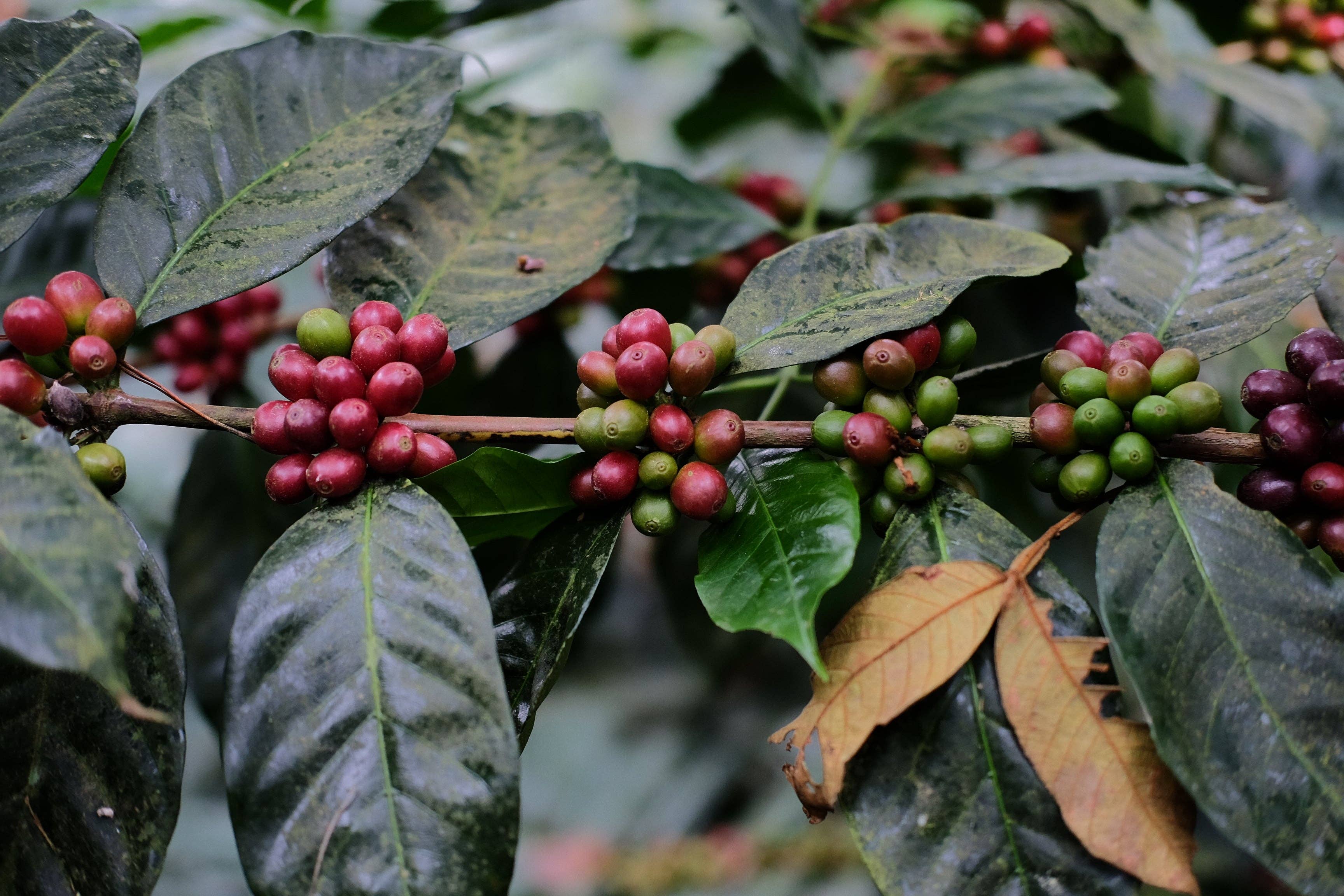 Paso Paso - Farmer Owned Coffee - Wholesale Coffee Beans - Nicaragua - Silvio Sánchez - Catuai Natural9