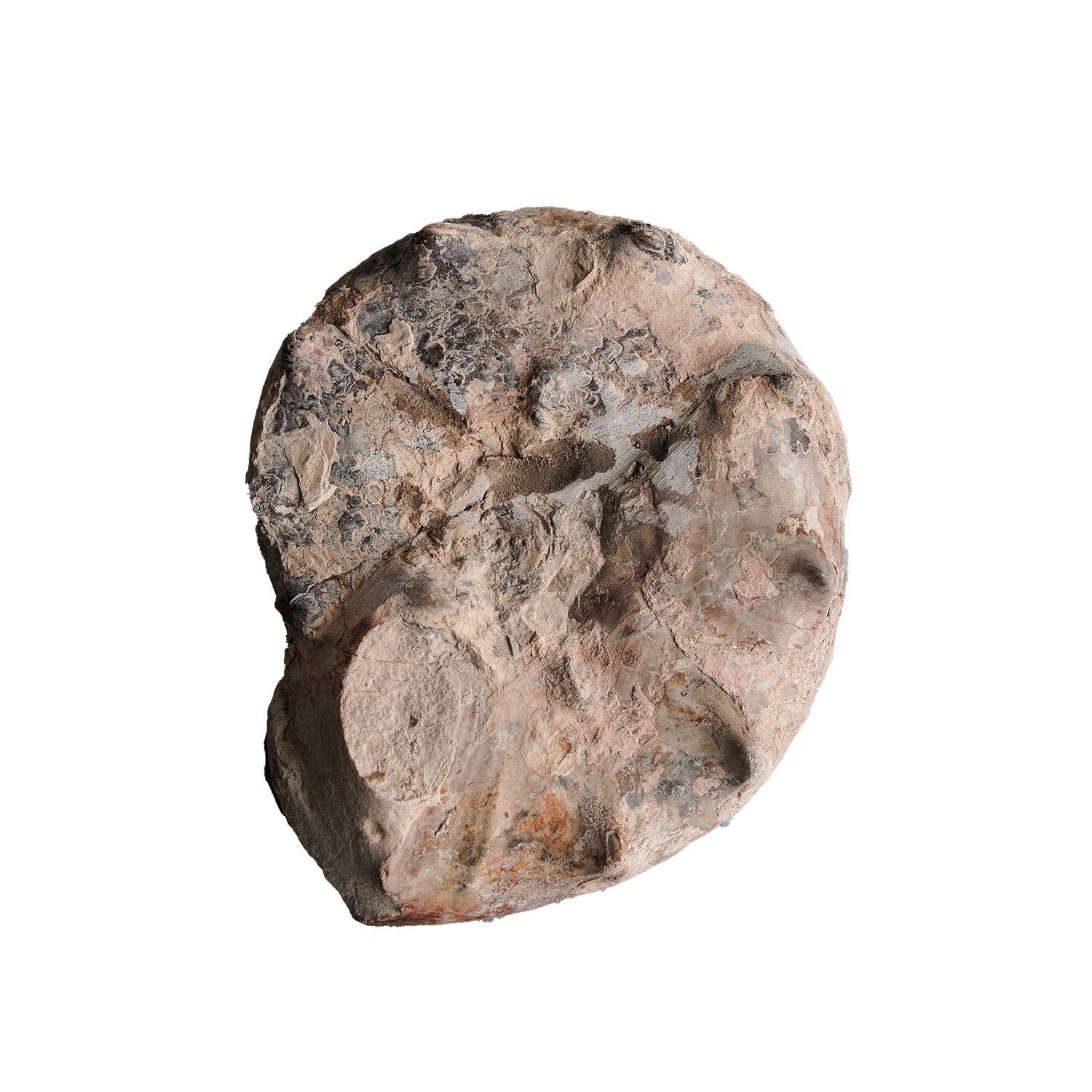 Blue Ocean Traders - Wholesale Spiritual Stone/Crystal - Split Polished Ammonite Pair1