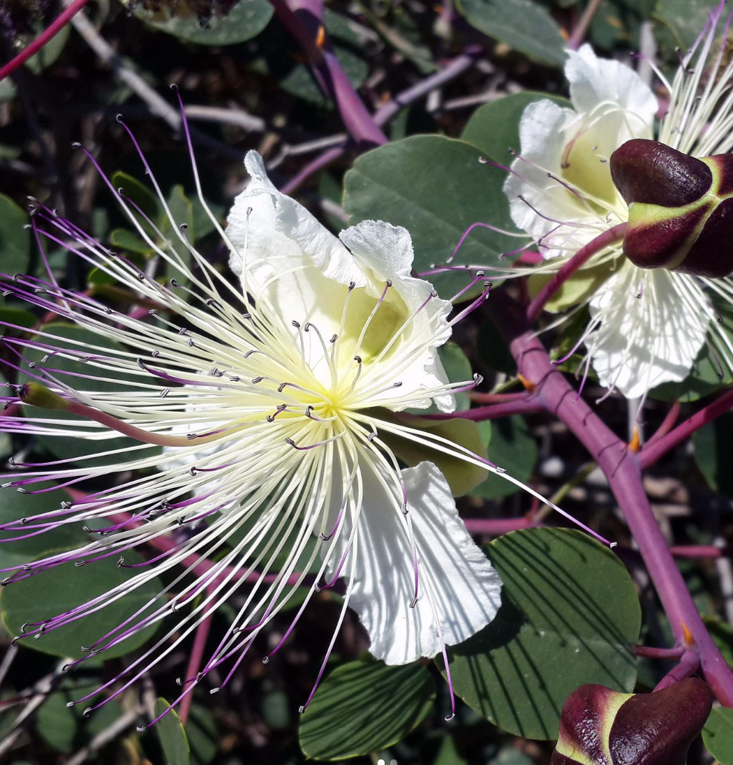 Gourmet Food Solutions, Inc. - Wholesale Pickled Vegetables - Organic Wild Mountain Capers in Salt | Moulin Mahjoub4