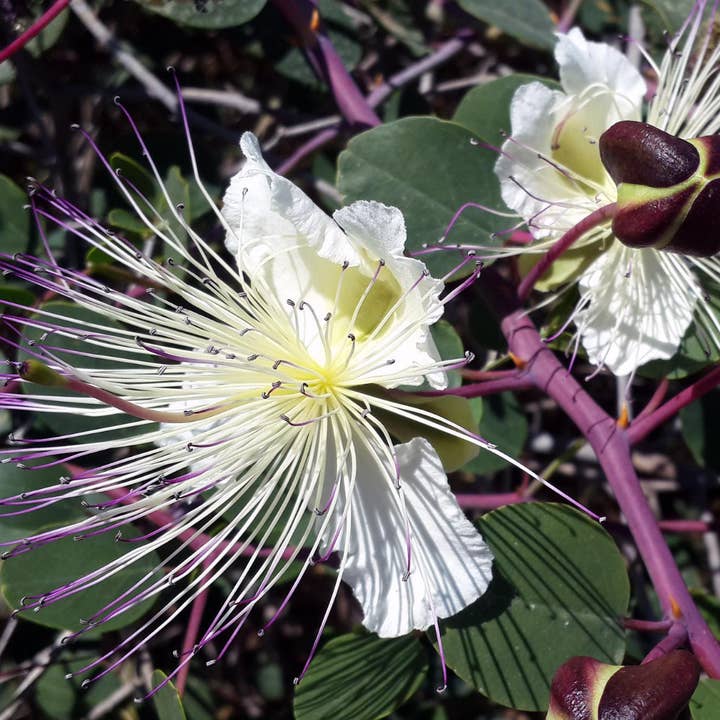 Gourmet Food Solutions, Inc. - Wholesale Pickled Vegetables - Organic Wild Mountain Capers in Salt | Moulin Mahjoub4