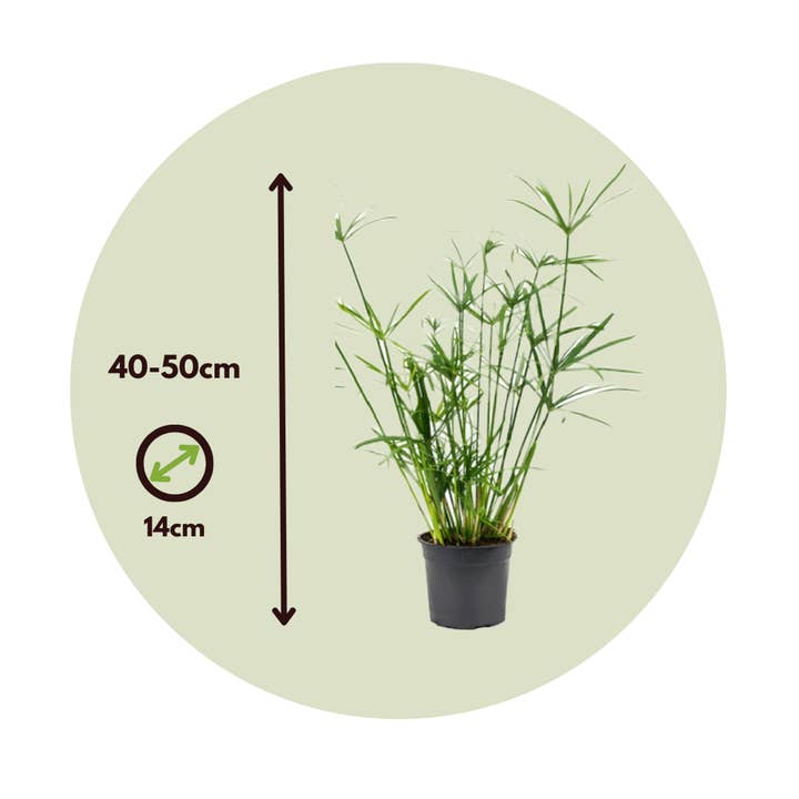 Oasis of Life - Wholesale Live Plant - Umbrella Sedge – 2 Plants – Cyperus alternifolius – Height 40–50cm – Ø14cm – Tropical Papyrus for Home, Garden & Pond Edge – Easy to Care for & Fast Growing – Non-toxic to Pets3