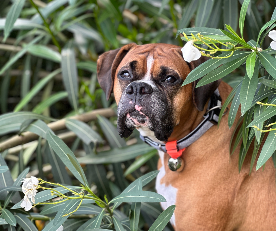 Poochie-Pets - Vente Breloque de collier – chat et chien - Cloches de collier Trailblazin' pour la sécurité des animaux de compagnie et de leurs propriétaires en extérieur10