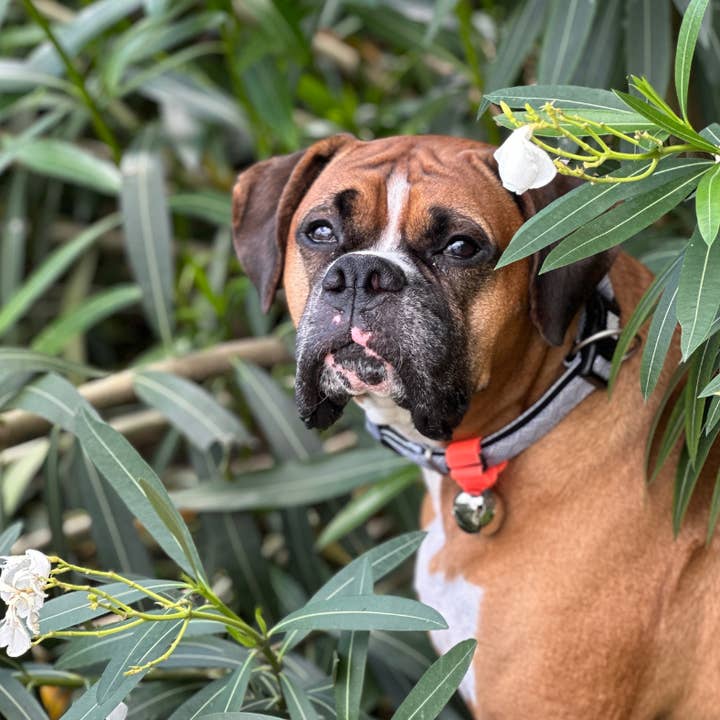 Poochie-Pets - Wholesale Pet collar charm – Cat/dog - Trailblazin' Collar Bells for Outdoor Pet & Owner Safety 10