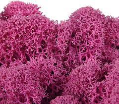 Moss House – wholesale Live plant – Reindeer Moss Stabilized Lichen Fuchsia by MossHouse2