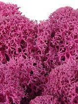 Reindeer Moss Stabiliseret Lav Fuchsia fra Moss House for engroshandel hos Moss House