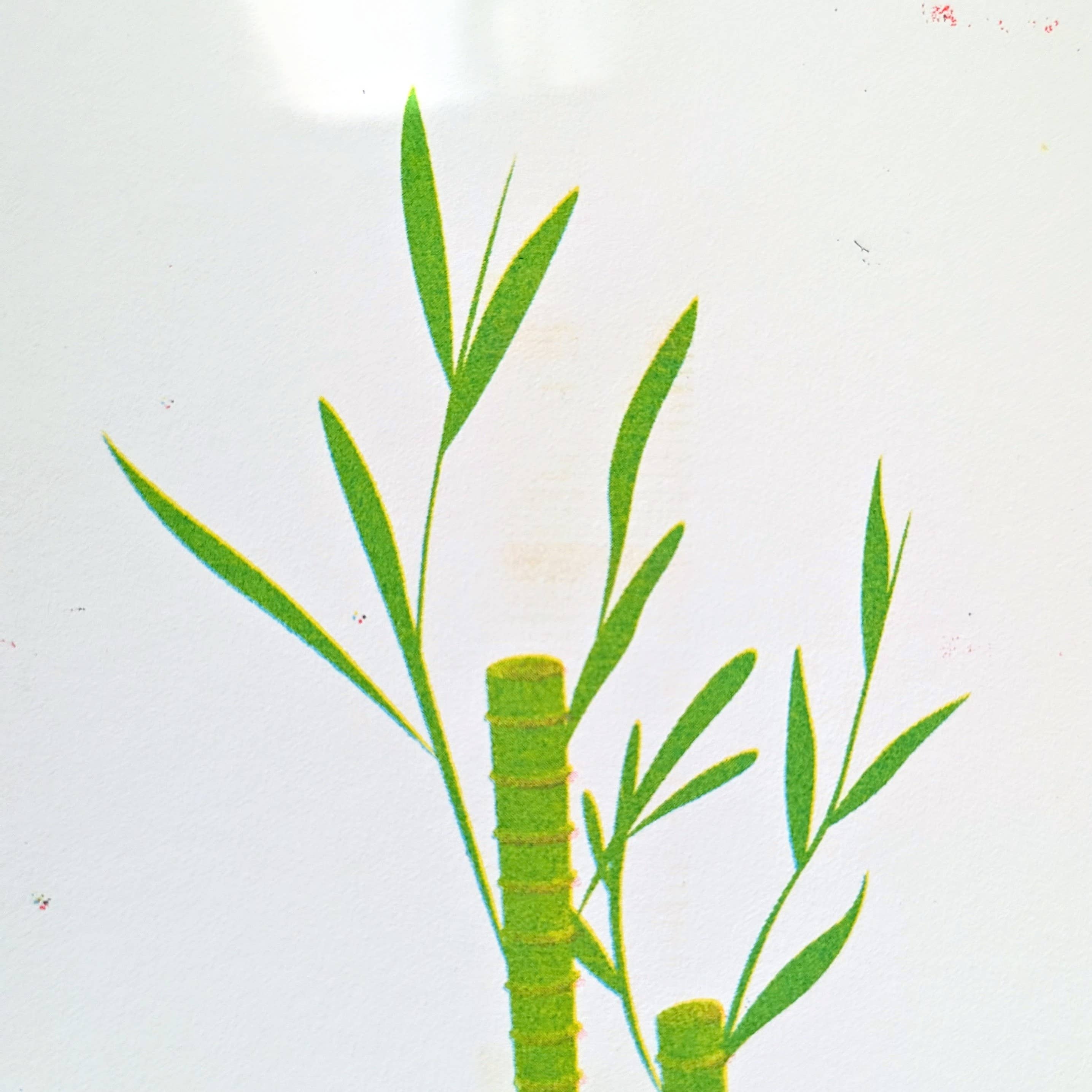 NMC Design Studio - Wholesale Art Print - Lucky Bamboo Risograph Print3
