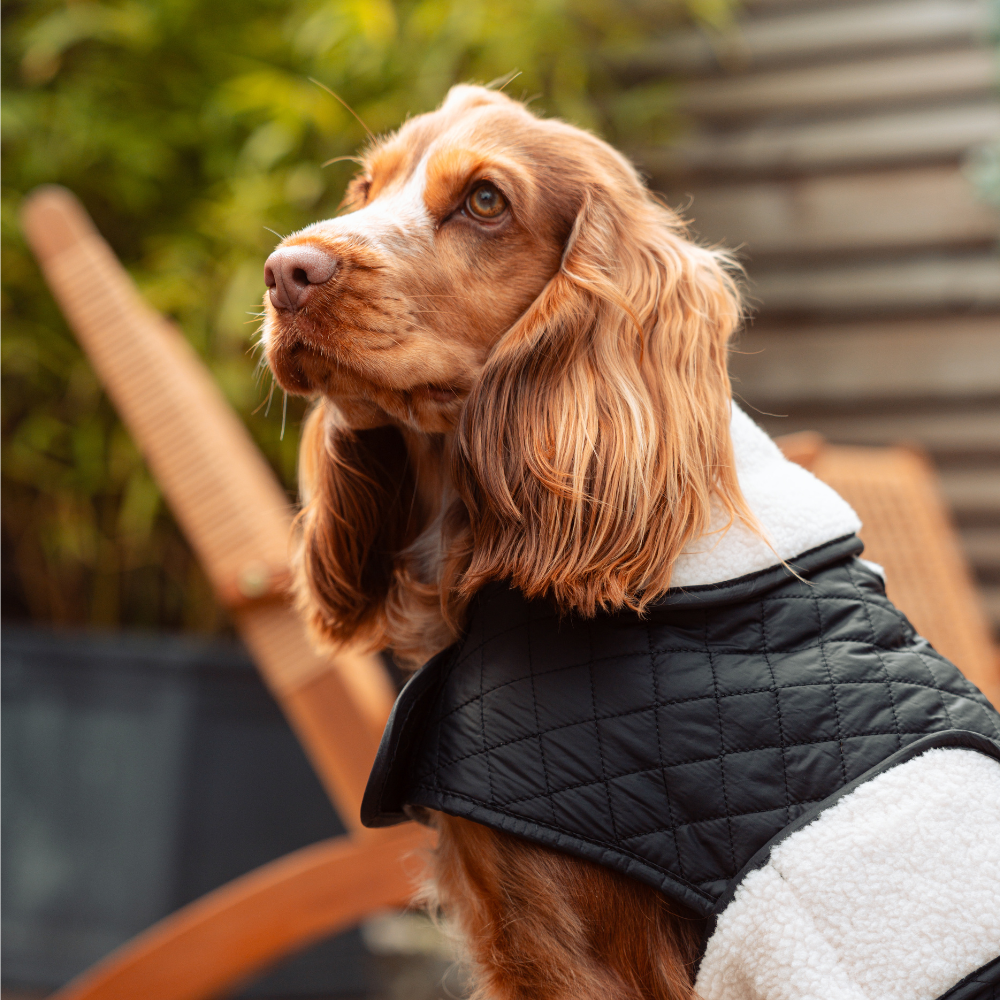 Cocopup London - Vente Manteau – chien - Manteau matelassé LUXE pour chien - Midnight Black6