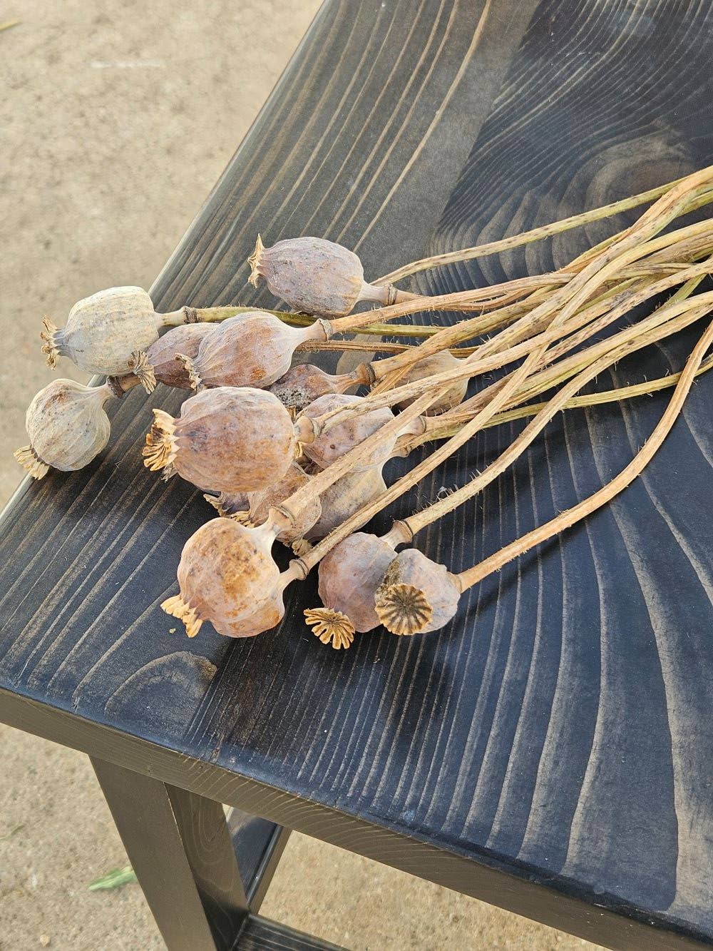 Alissas Flower Farm - Wholesale Dried/Pressed Flowers - Pods:  Poppy1