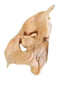 Willy's Wags Natural Pet Treats - Wholesale Pet Treats - Dog - Lamb Snouts1