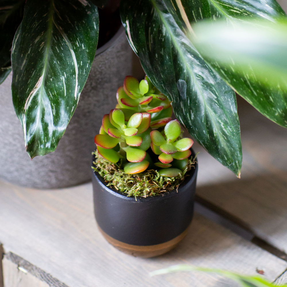 The Little Botanical – wholesale Succulent – Crassula10