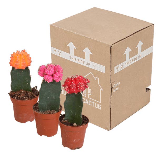 Oasis of Life - Wholesale Succulent - Succulent Mix – Gymnocalycium mihanovichii grafted on Hylocereus – Ø5.5cm – 3 Plants – Colorful Cacti & Euphorbia meloformis variegata – Indoor Plant Set2