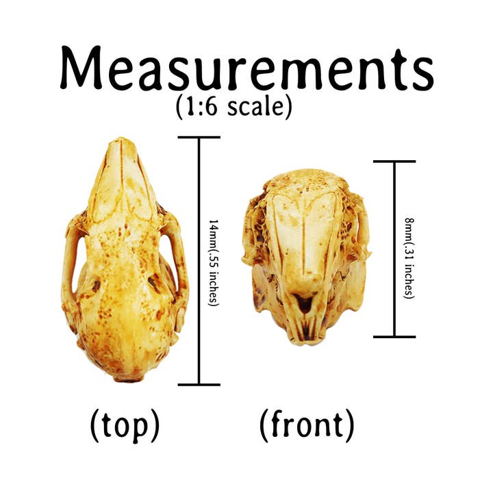 The Scale Grail - Wholesale Decorative Figurine - Rabbit Skull Replica - 1:6 Scale bunny Skull 3d printed hand painted faux tiny skull replica, dollhouse, dioramas, art supply (5 skulls)