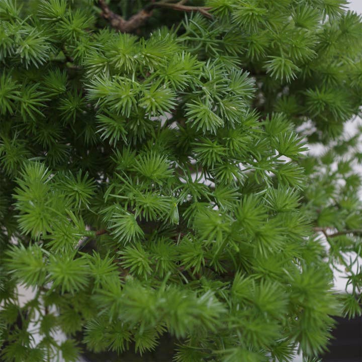 Leaf Design UK LTD – Engroshandel Kunstig plante – Kunstig Bonsai Træ Fyrretræ Bonsai 50cm UK Træer Plante