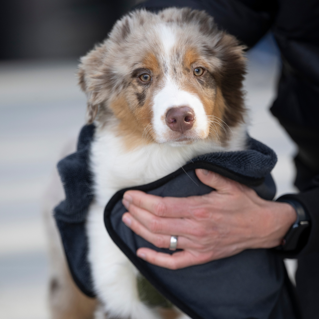 antracite Toalha para Cães Super Flor Turbo Dry Anthracite para venda a revendedores na Faire1
