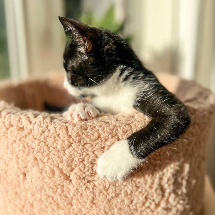 Bloire - Wholesale Pet Bed - Cat - Sherpa Bed - Small dogs and Cats