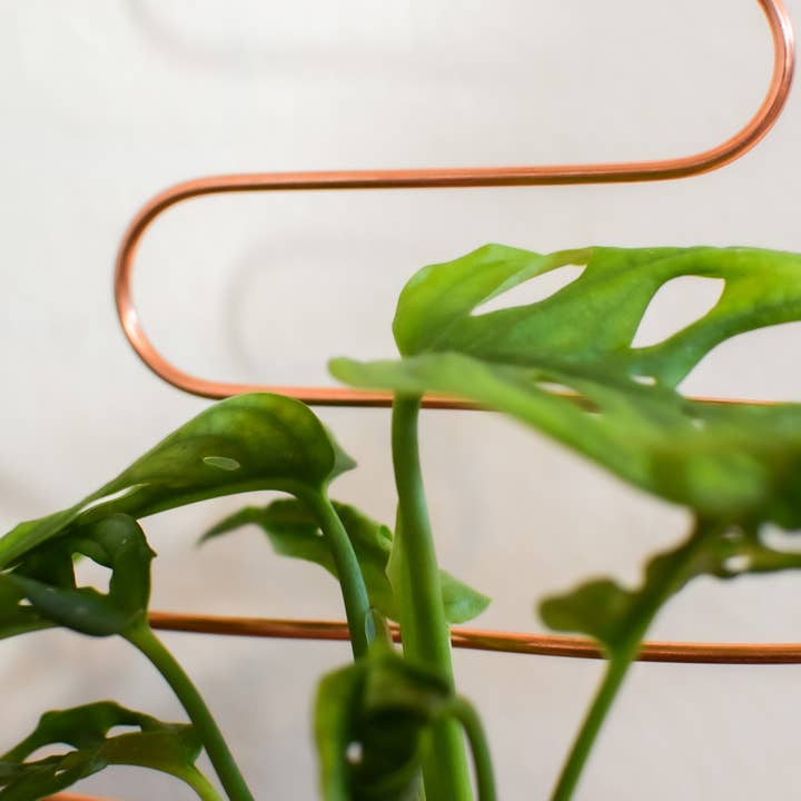 Copper & Needle - Wholesale Trellis - Squiggle Copper Trellis