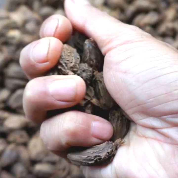 Burlap & Barrel - Wholesale Dried Spice - Smoked Black Cardamom - Single Origin Spice & Seasoning