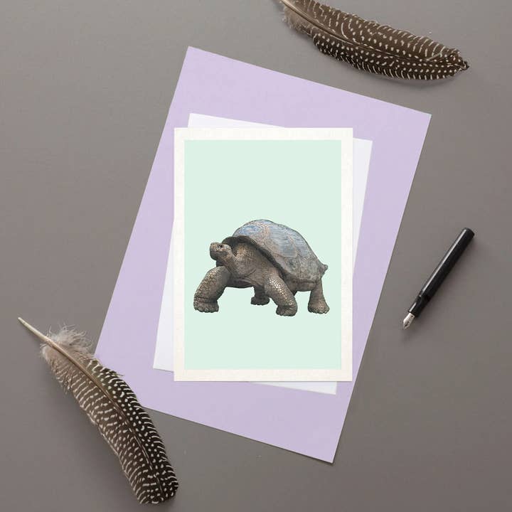 Galapagos Giant Tortoise for wholesale by Hidden Planet