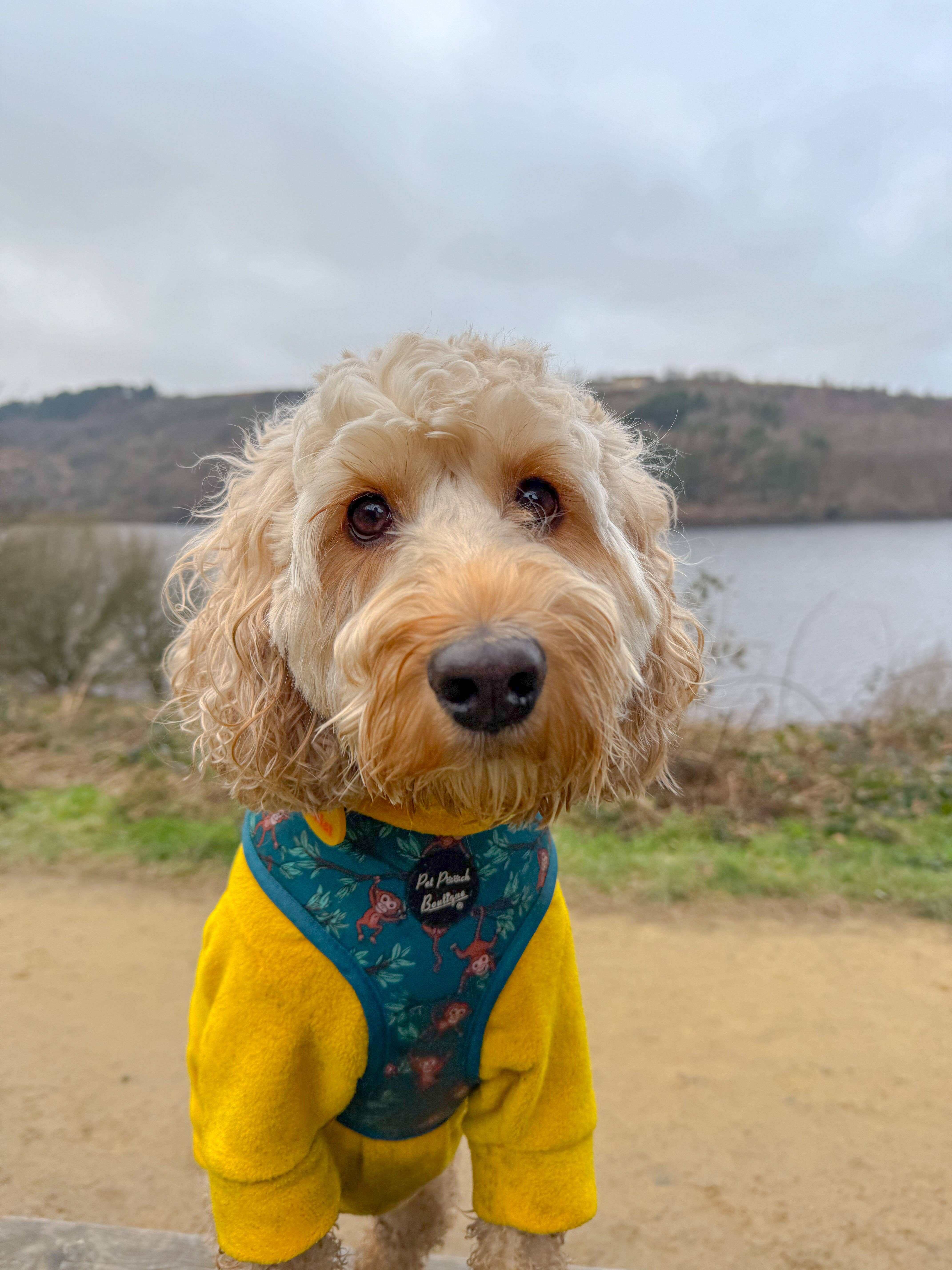 Pet Pooch Boutique - Wholesale Pet Harness - Dog - Cheeky Monkey Puppy Dog Harness 4