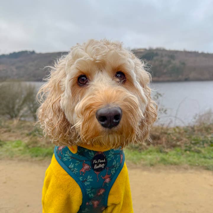 Pet Pooch Boutique - Wholesale Pet harness – Dog - Cheeky Monkey Puppy Dog Harness 4