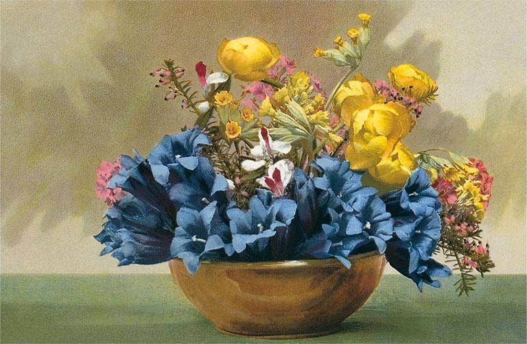 Found Image Press - Vente Assortiments de papeterie/cartes - Carte de vœux FC-197 Renoncule jaune et jacinthes des bois0