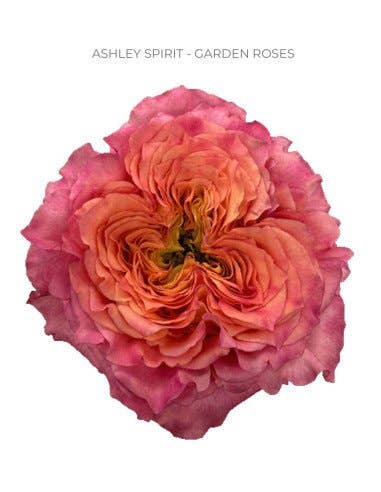 Florasource - Wholesale Fresh Cut Flowers - ASHLEY SPIRIT Garden Rose