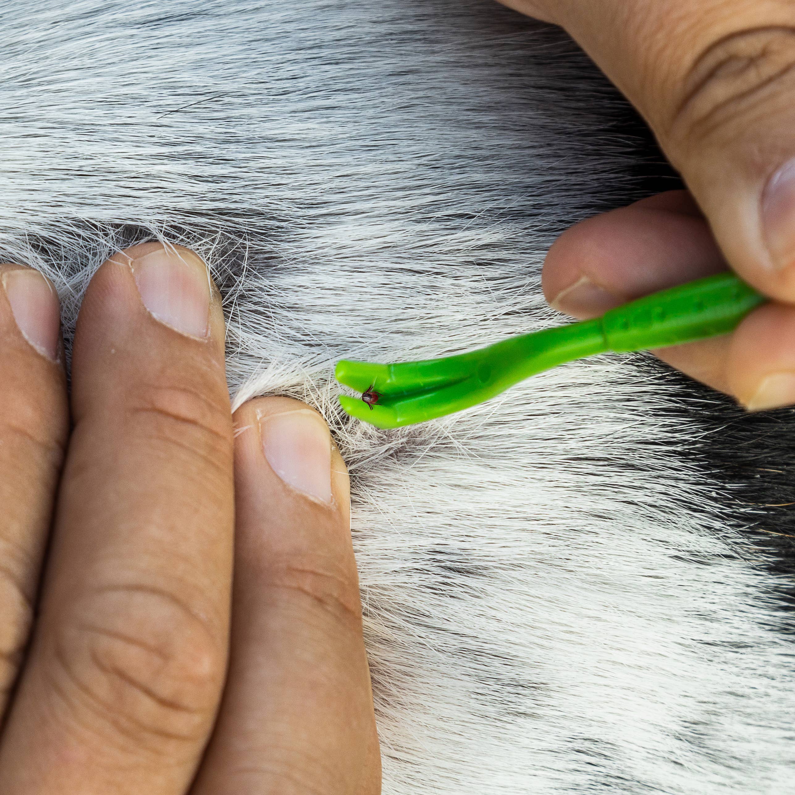 TickCheck – wholesale Verktyg för husdjursvård – Hund – TickCheck Tick Remover Value 3-pack - 12st Hänglist Display2