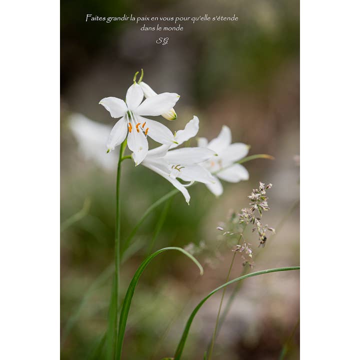 Lys de vérité pour la vente par L'Ecriture D'Un Regard
