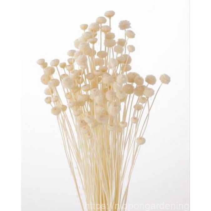 .AVPV. Studio - Vente Fleur séchée/pressée - Boutons roses séchés2