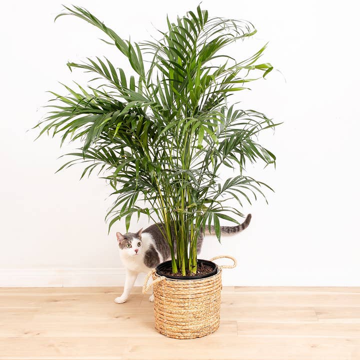 Lively Root - Wholesale Live Plant - Areca Palm Indoor Tree5