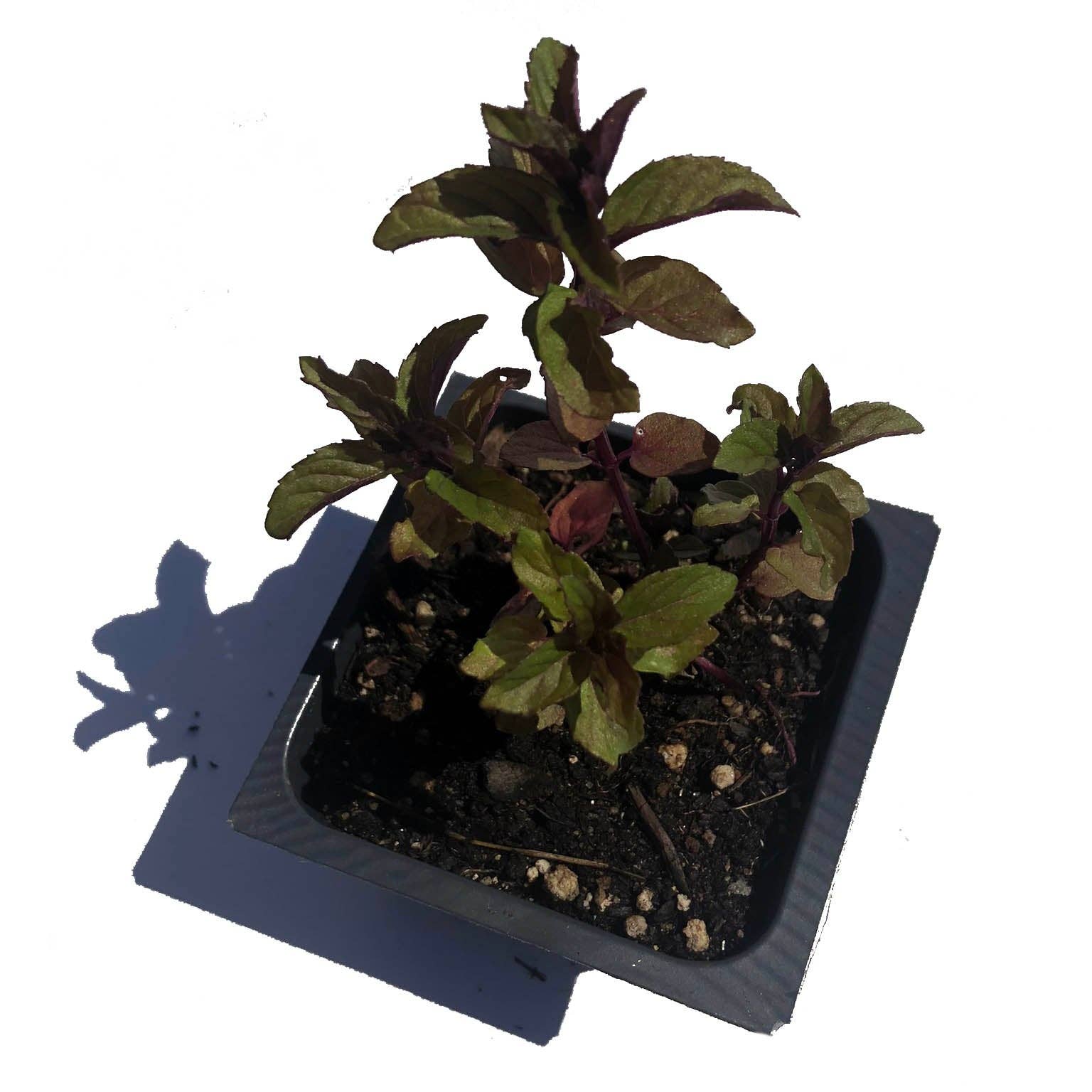 Smoke Camp Crafts - Wholesale Live Plant - Mint, Chocolate Plant, (Mentha piperita 'Chocolate Mint') 2.2