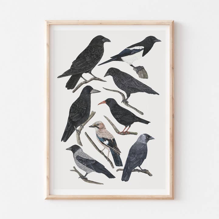 Types of Corvids Art Print, Bird Illustration, Wildlife for wholesale by Rhian Davie Illustration
