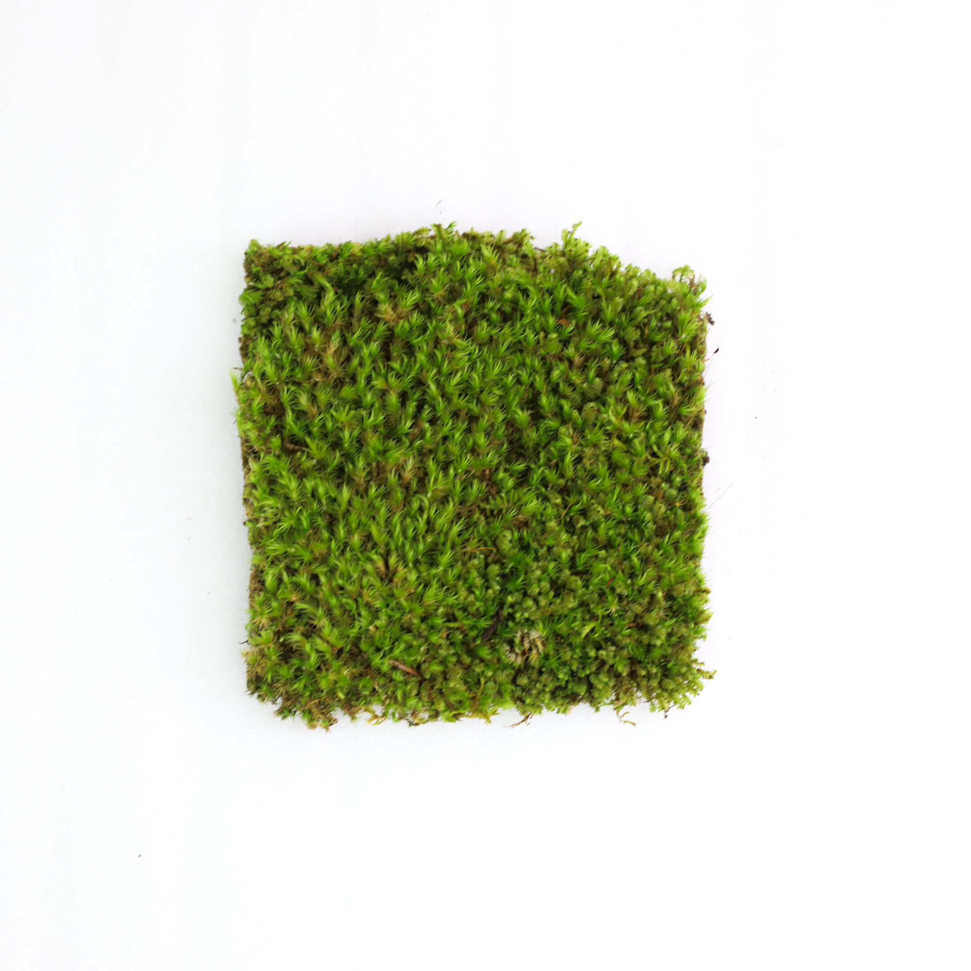 Mossify - Wholesale Live plant - Live Mood Moss – Dormant 6x6" Squares, Hand-Harvested6