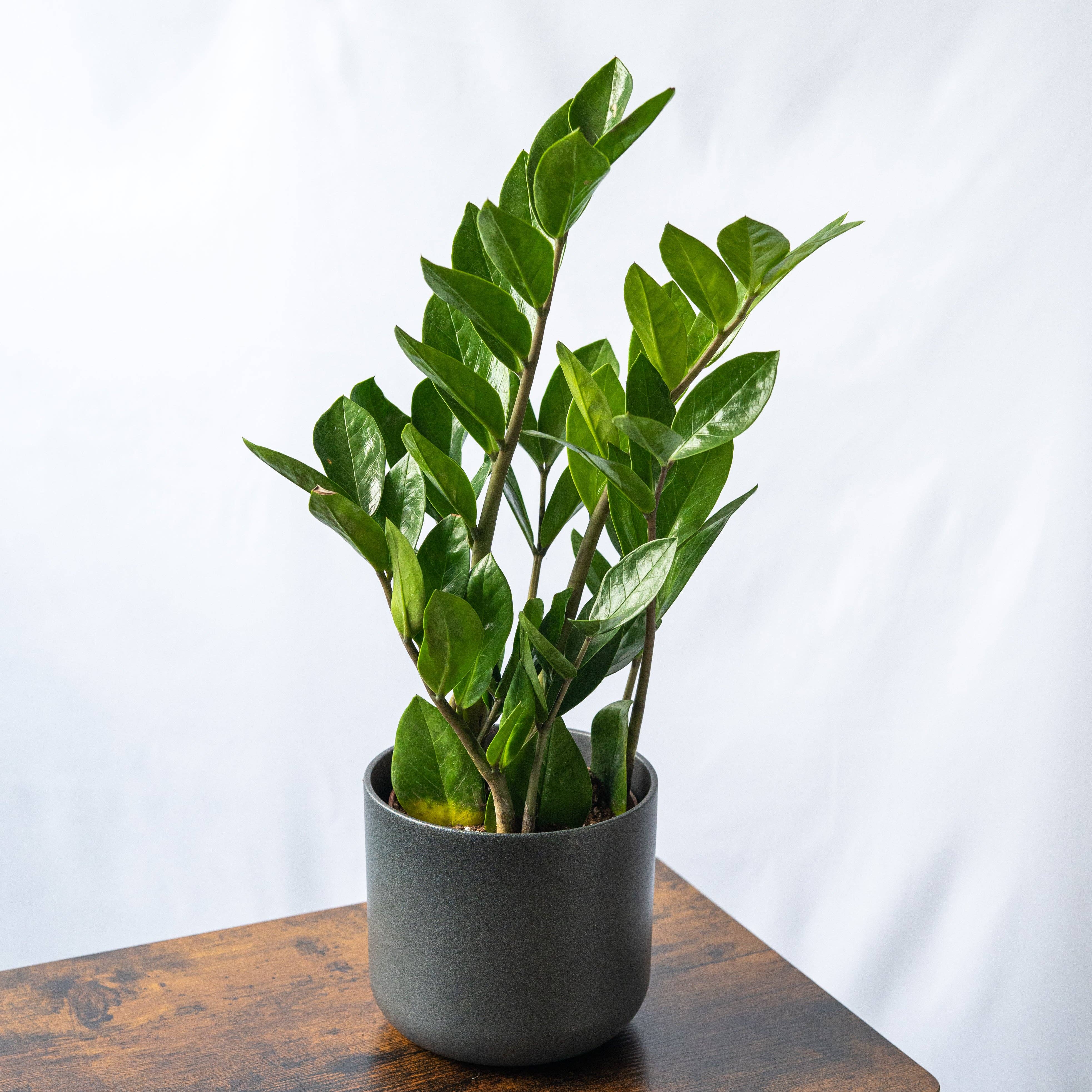 SMPLY - Wholesale Live Plant - Zamioculcas2