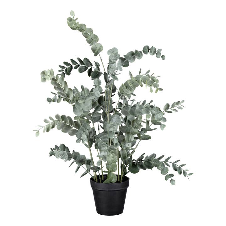 Eucalyptus in plastic pot, 67 cm for wholesale by GASPER GmbH