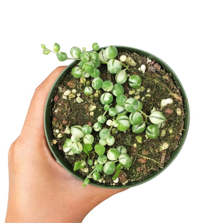 Best Plant Friend - Wholesale Succulent - Variegated String Of Pearls - Hanging Succulent 2/4/6in