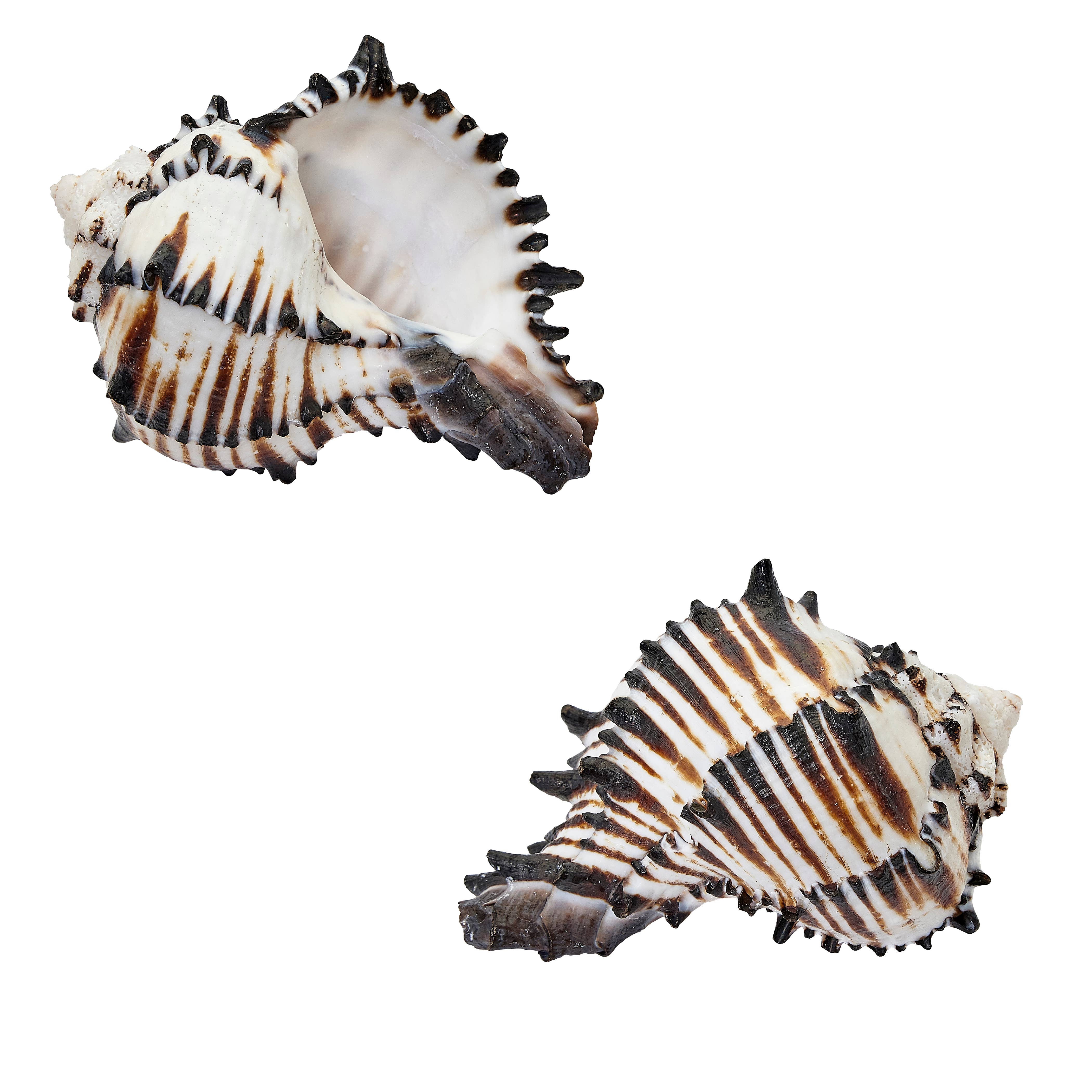 HS Seashells - Wholesale Decorative Tabletop Object - Black Murex 2-3"0