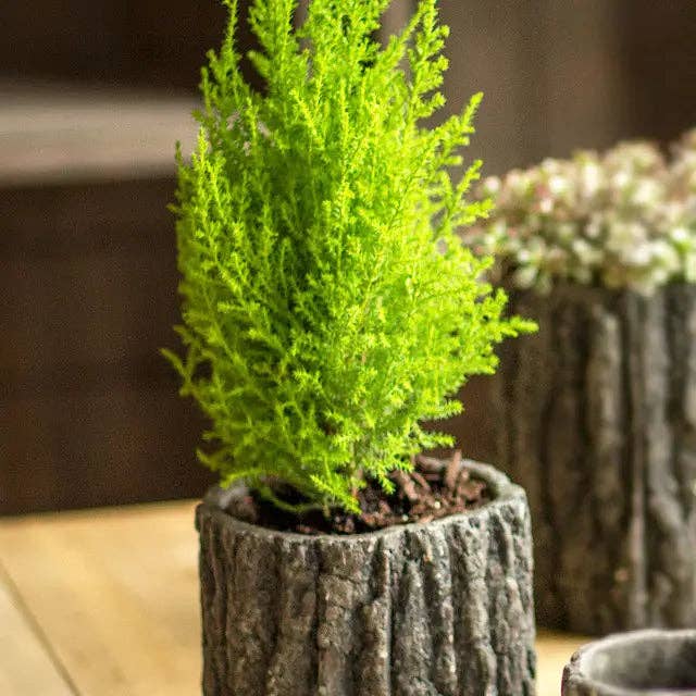 Vagabond Vintage - Wholesale Plant Pot - Round Concrete Pot with Bark Motif1