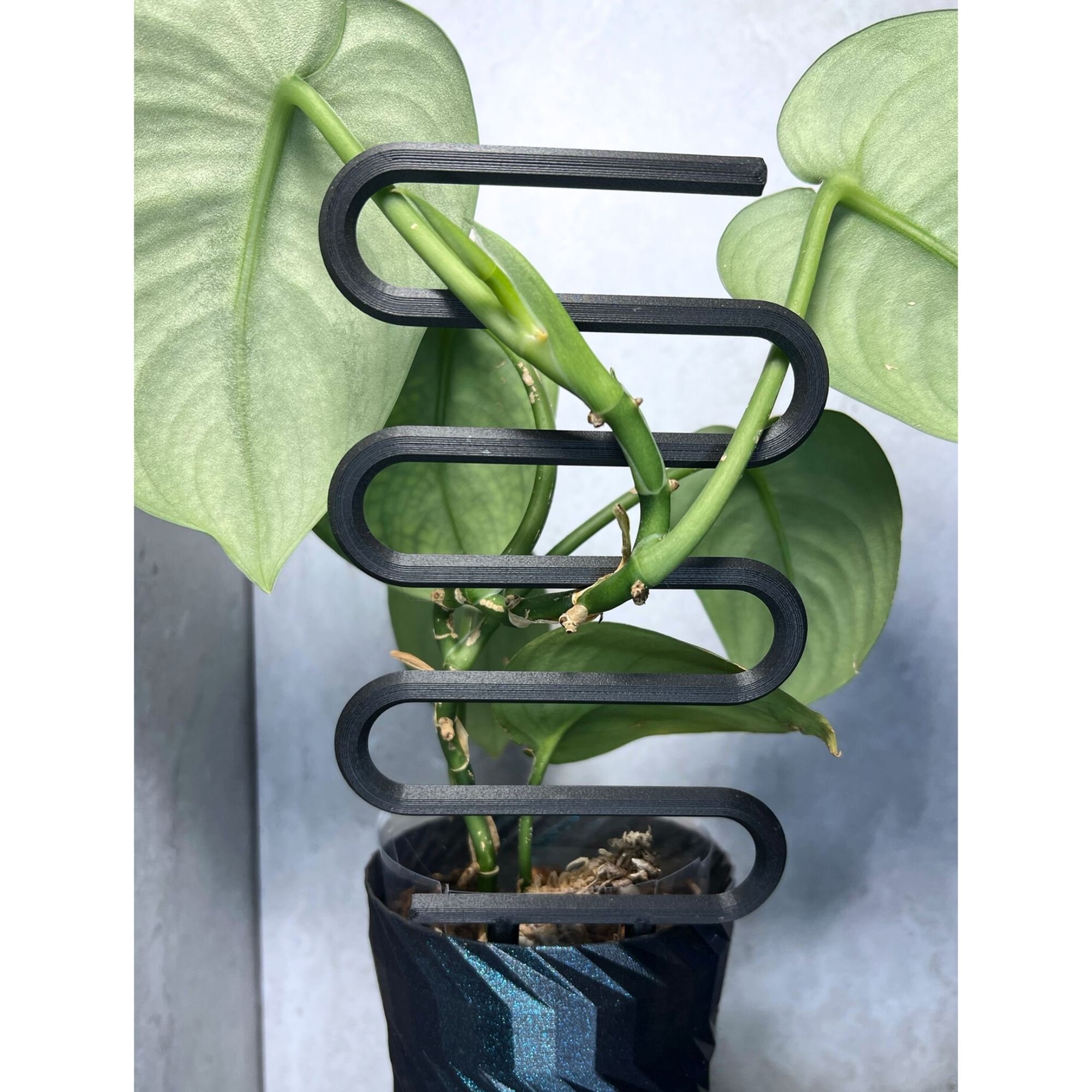 Floraform Creations - Wholesale Trellis - Plant Ladder for Small Houseplants5