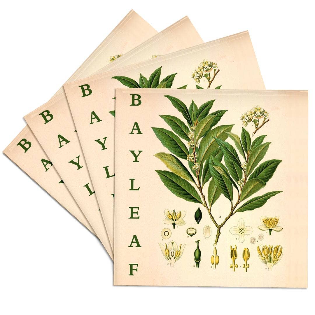 3dRose - Wholesale Coasters - 3dRose, Bay Leaf Kitchen Art - Bay Leaves Tree Herb Plant Print Cooking Gift, Coaster0