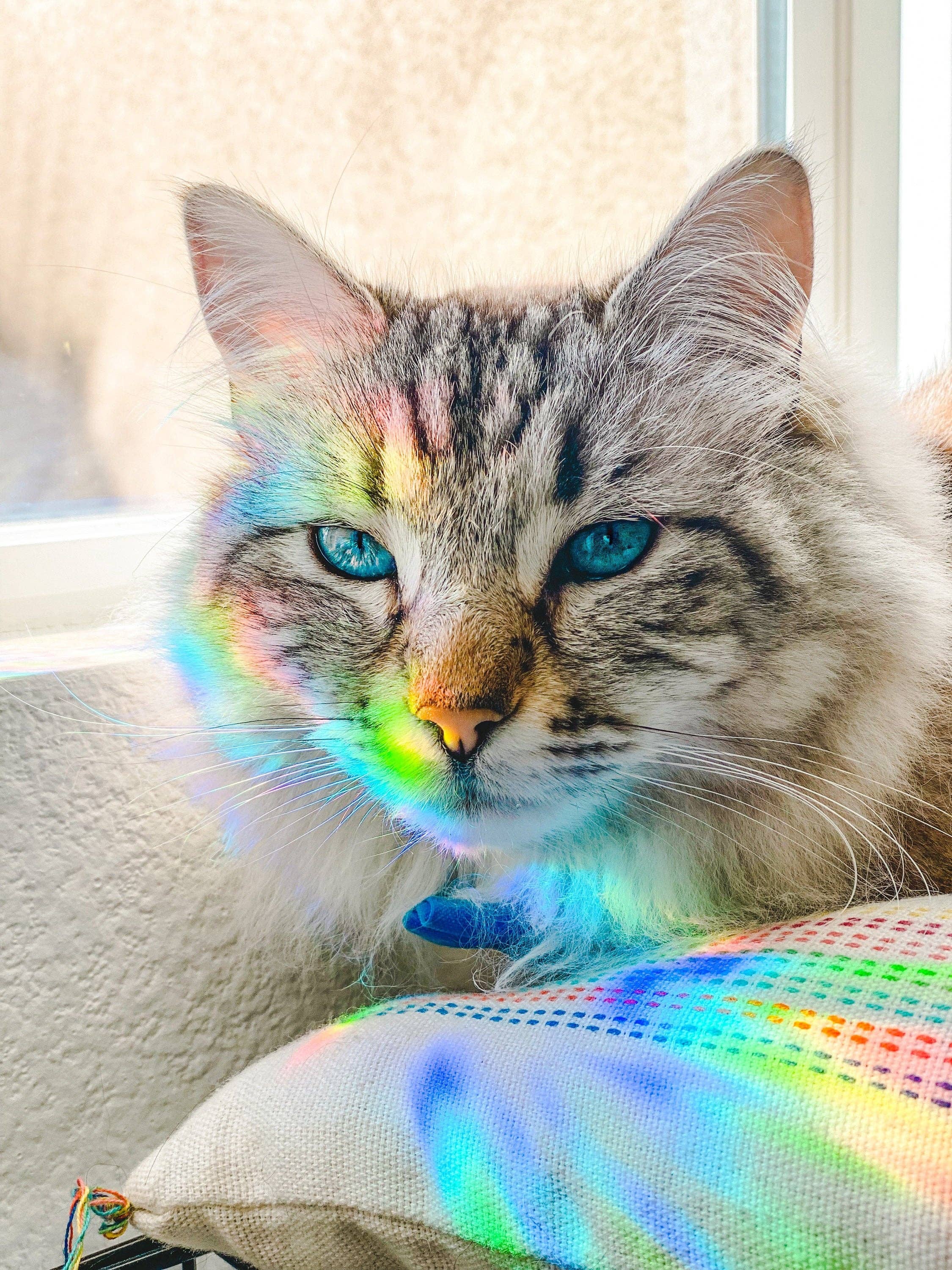 Sunbeam Shop Co - Wholesale Suncatcher - Valkyrie Book Club Suncatcher Sticker1