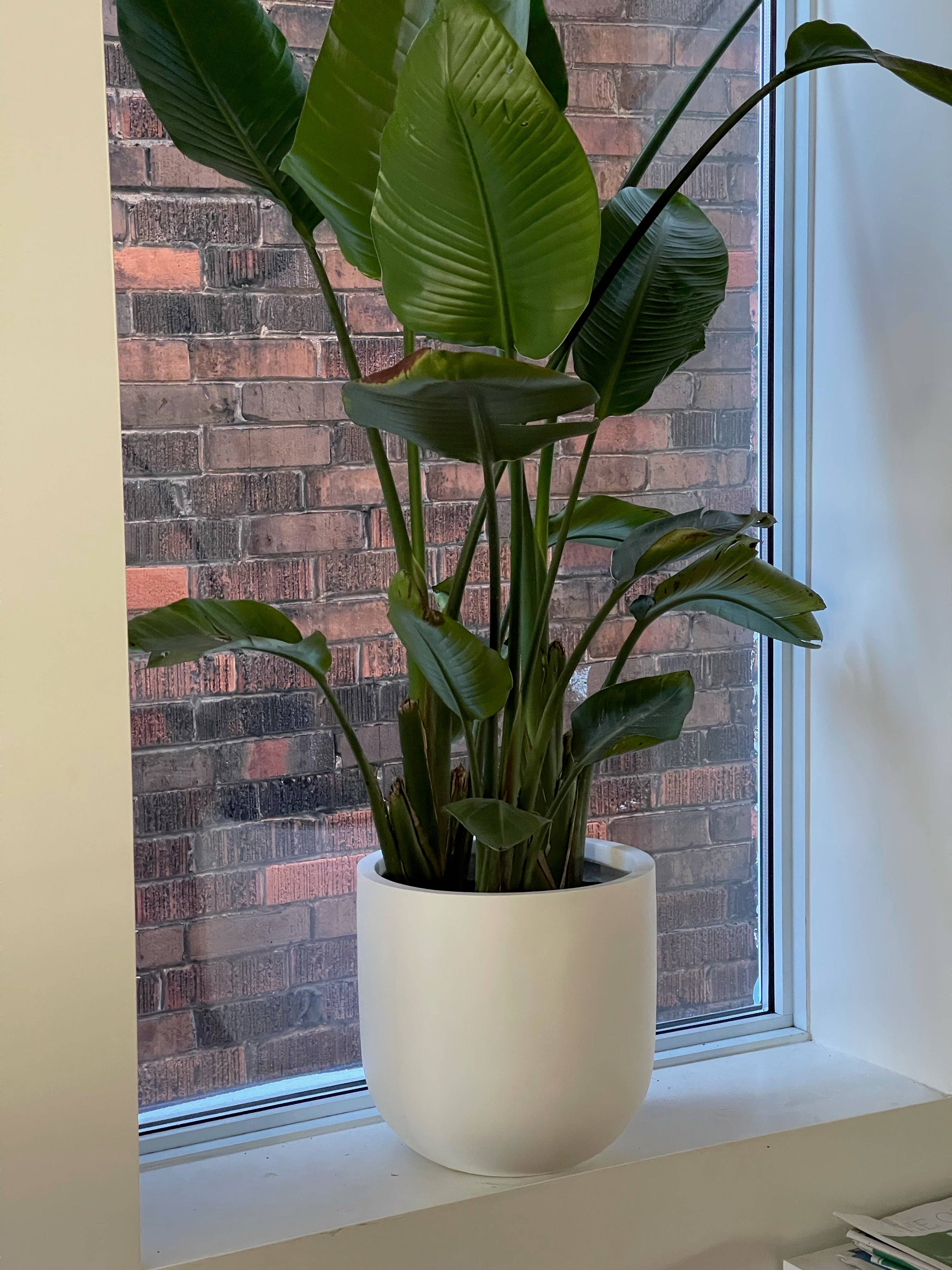 Common House Studio - Vendita all'ingrosso Vasi per piante - VASO ESSENZIALE | FIORIERA26