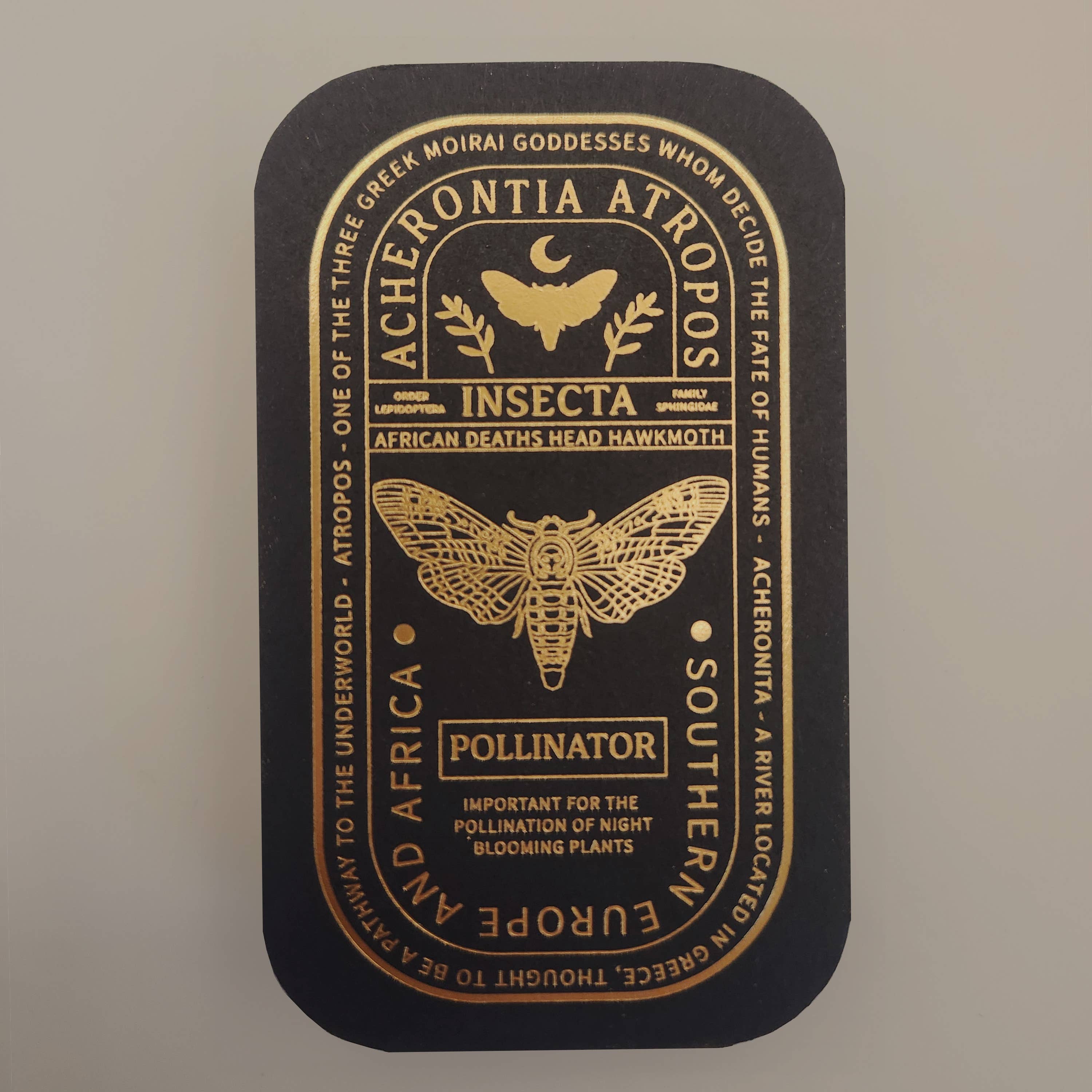 Pinsects – Großhandel Anstecker/Button – African Deaths Head Emailles-Nadel für pädagogische Insekten4