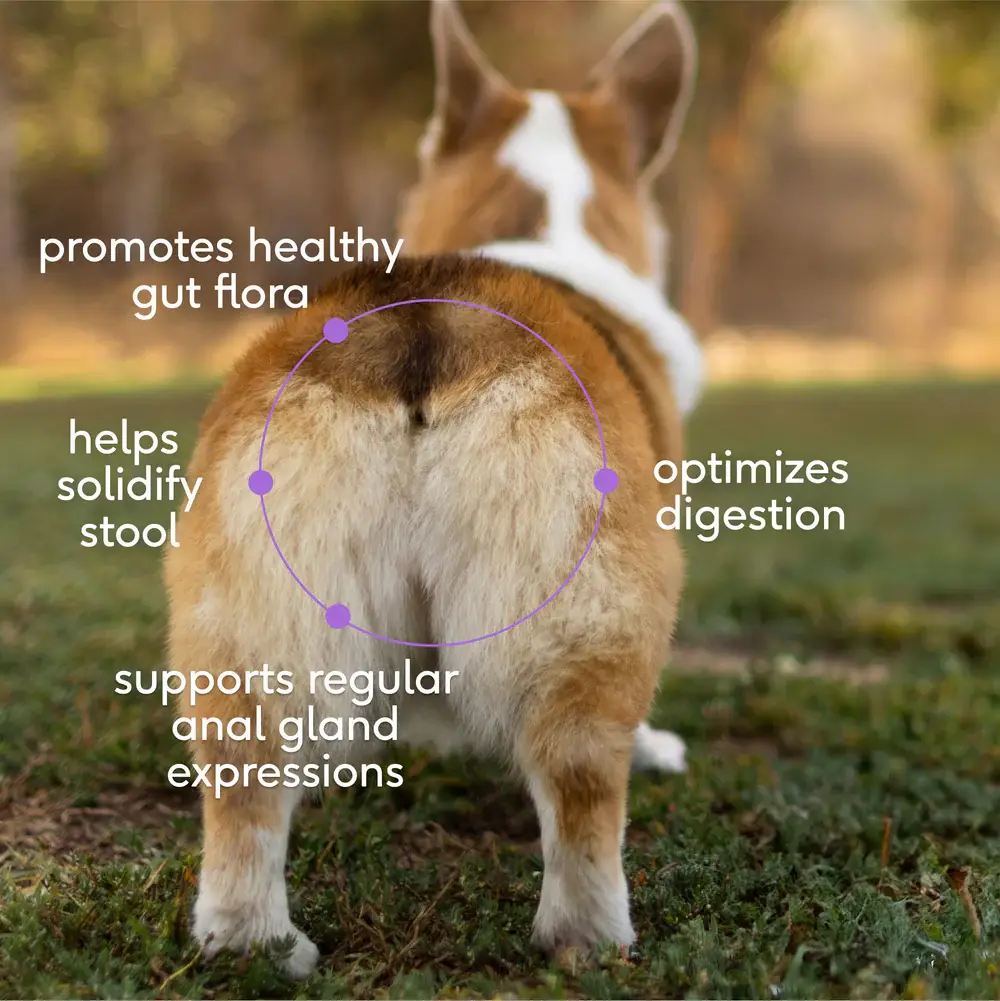 Native Pet - Wholesale Pet Supplement - Dog - WonderGland Anal Gland Pumpkin Fiber & Digestive Supplement2