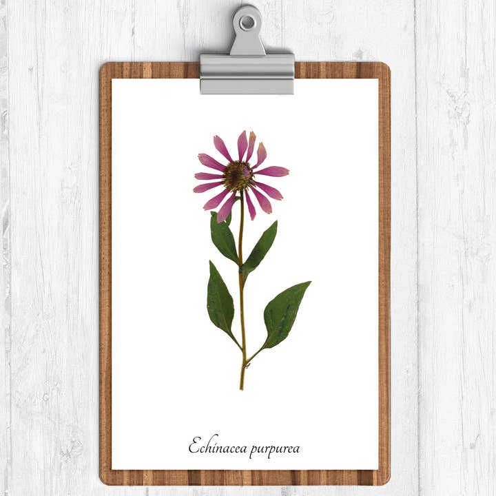 Lilla Rudbeckia Botanisk Tryck för wholesale av Ecobota