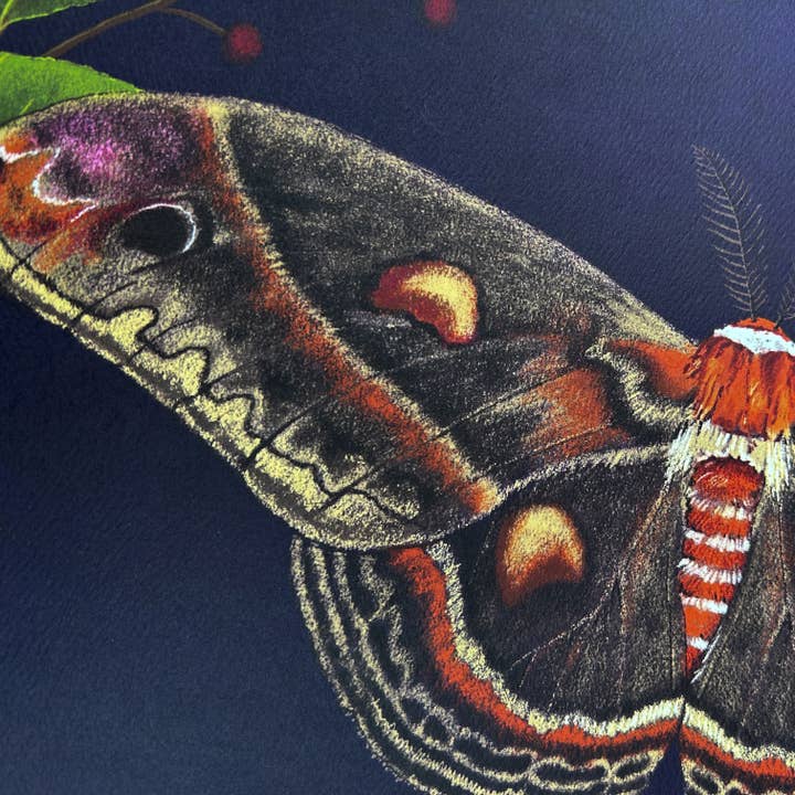 Moss and Mineral - Wholesale Art Print - Cecropia Moth, Scientific Illustration Botanical Print4